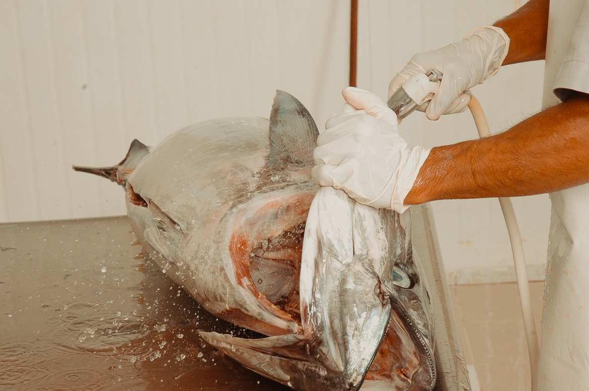 ދުނިޔޭގެ ބާޒާރުގައި މަހުގެ އަގު ދަށްވެ، މިފްކޯއިން މަސް ގަންނަ އަގު ދަށްކޮށްފި