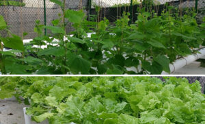 ށ. އަތޮޅުގެ 4 ރަށަކަށް ކާނާގެ ރައްކާތެރިކަން އިތުރުކުރުމަށް 1159 ގަސް ފޯރުކޮށްދީފި