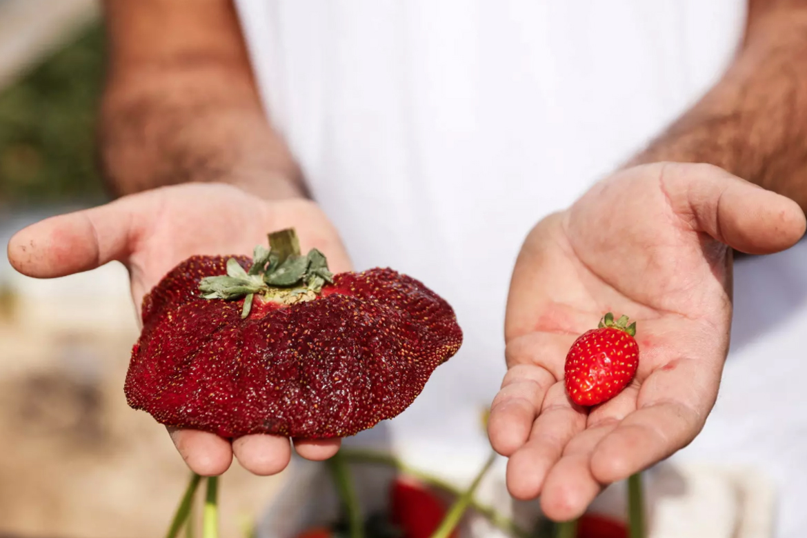 ދުނިޔޭގެ އެންމެ ބޮޑު ސްޓްރޯބެރީ!