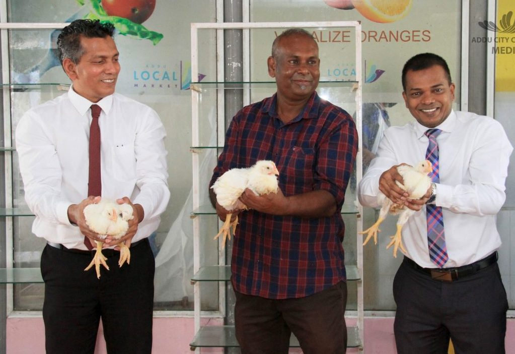 އައްޑޫ ކުކުޅު ފާމްގެ މަސައްކަތް ފަށައި، ދިރޭ ކުކުޅު ވިއްކަން ފަށައިފި