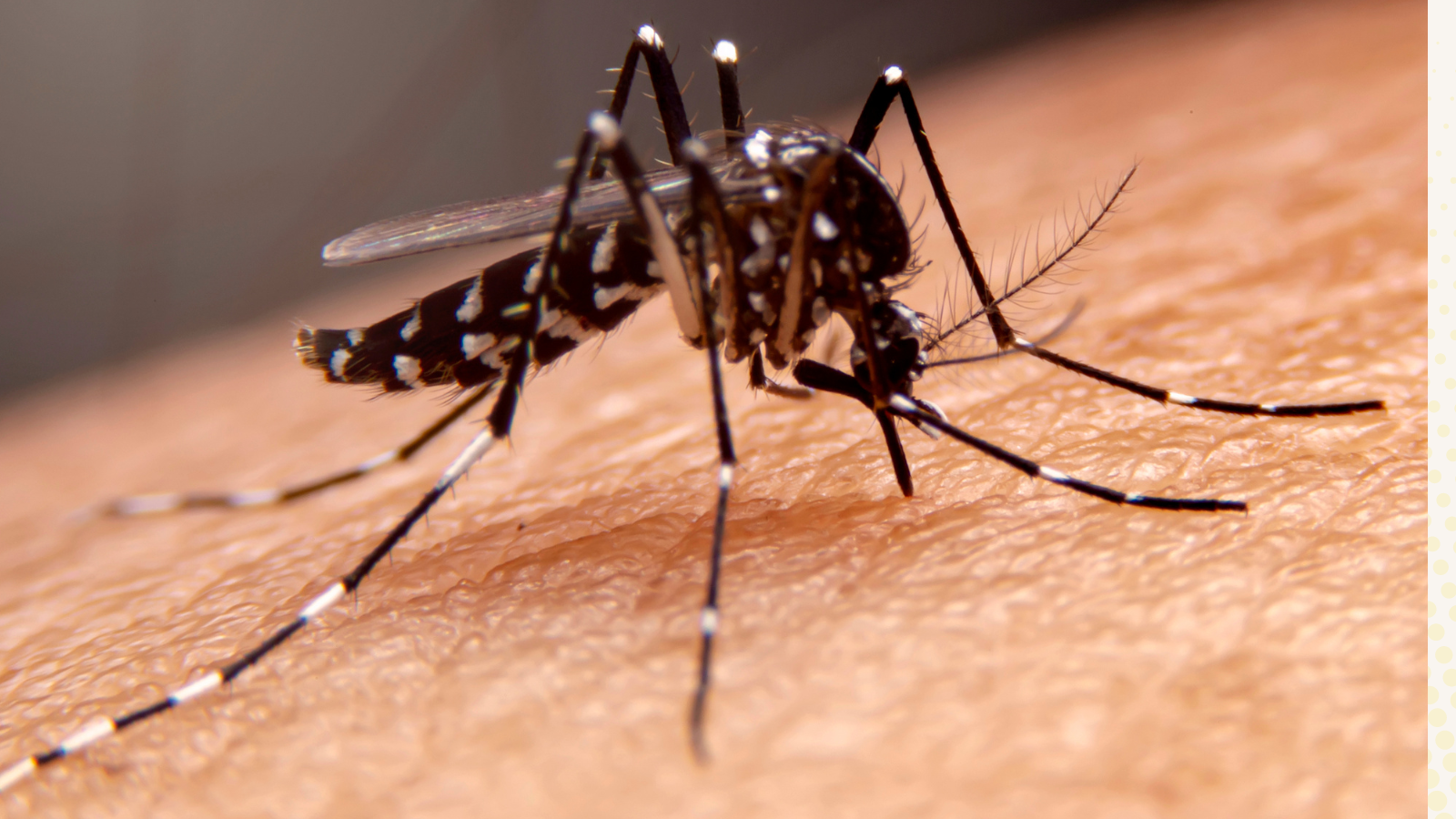 ހަފުތާއެއްގެ ތެރޭގައި ޗިކުންގުންޔާގެ 117 ކޭސް ރިޕޯޓްކޮށްފި