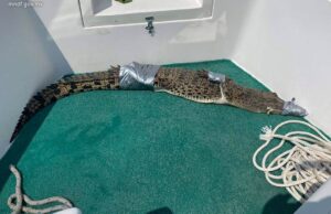 ހޯރަފުށީ ކައިރިން 6 ފޫޓުގެ ކިނބުލެއް ފެނިއްޖެ