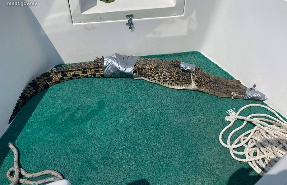 ހޯރަފުށީ ކައިރިން 6 ފޫޓުގެ ކިނބުލެއް ފެނިއްޖެ