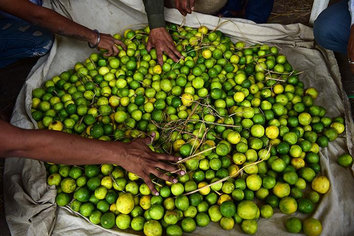 ރޯދައަށް އަމާޒުކޮށް އެސްޓީއޯއިން ލުނބޯ ބާޒާރަށް ކިލޯއެއް 40 ރުފިޔާއަށް ވިއްކަން ފަށައިފި