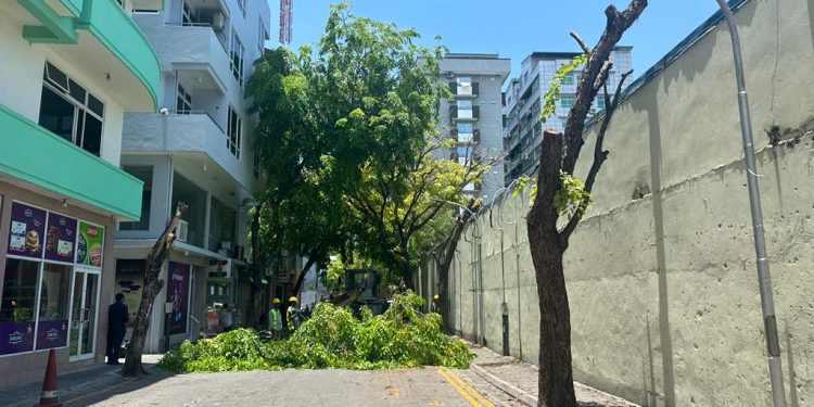 އަމީނީ މަގުގައި ހުރި ގަސްތައް ކަނޑާތީ މާލޭ ސިޓީގެ މޭޔަރު ކަންބޮޑުވުން ފާޅުކުރައްވައިފި