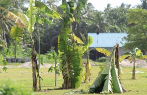 ށ.ފޭދޫ ޒުވާނުން ނިކުމެ ފުޓުބޯޅަ ދަނޑުގައި ފަތްކެޔޮ އިންދައިފި