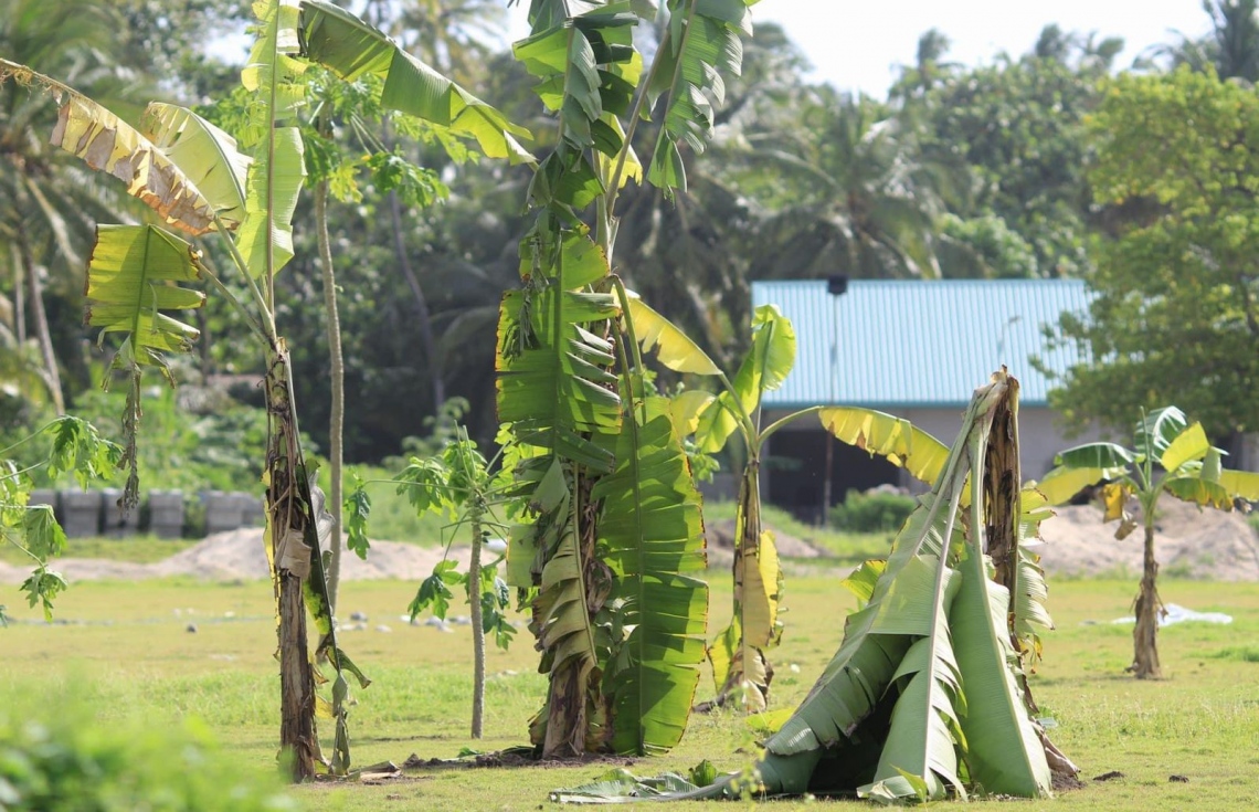 ށ.ފޭދޫ ޒުވާނުން ނިކުމެ ފުޓުބޯޅަ ދަނޑުގައި ފަތްކެޔޮ އިންދައިފި