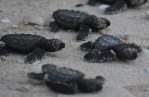 ވެލާ، ކަހަނބާއި މަޑިއަކީ އަދިވެސް ރާއްޖޭގައި ހިމާޔަތް ކޮށްފައިވާ ބާވަތްތަކެއް: އީޕީއޭ