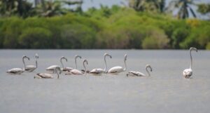 ރާއްޖެއަށް ދޫނި ހިޖުރަކުރަން ފަށައިފި. ގޯނާ ނުކުރަން އެދިއްޖެ