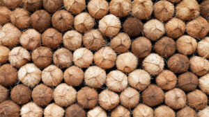 ރޯދައަށް ޚާއްސަކޮށްގެން އެސްޓީއޯއިން ކާށި ޝިޕްމަންޓް ގެނެސްފި، ކާއްޓެއްގެ އަގަކީ 5 ރުފިޔާ