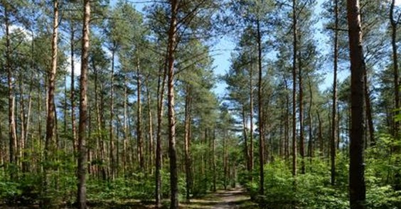 ސްރީލަންކާއިން ރާއްޖެއަށް ހައިވަކަރު ގަސް ހަދިޔާކުރަނީ