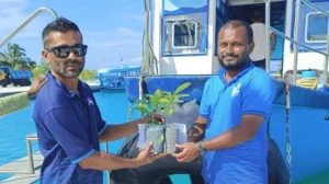 ތިން އަތޮޅެއްގައި ހައިވަކަރު ގަސް ބެހުމުގެ މަސައްކަތް ފުރިހަމަ ކޮށްފި