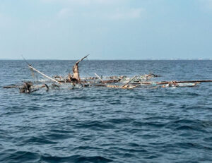 ރާއްޖޭގެ ކަނޑުތަކަށް ބޭރުން އަންނަ ގަސްތަކާއި ކުނި ލައްވާ މައްސަލަ ބޮޑުވަނީ