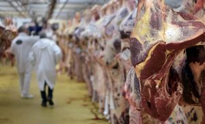 ސްރީ ލަންކާގައި ގެރި ކަތިލުން މަނާކުރަނީ