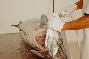 ދުނިޔޭގެ ބާޒާރުގައި މަހުގެ އަގު ދަށްވެ، މިފްކޯއިން މަސް ގަންނަ އަގު ދަށްކޮށްފި