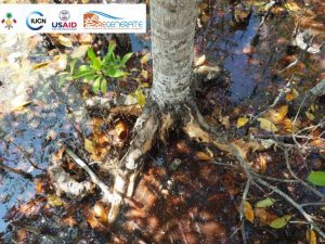 ދުނިޔޭން ނެތިދިއުމުގެ ބިރު ހީވެފައިވާ ކަނޑޫގަހުގެ ބާވަތެއް ރާއްޖޭން ފެނިއްޖެ