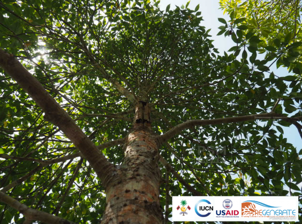 ކެލާއިން ފެނުނު ކަނޑޫގަހުގެ ބާވަތަށް ދިވެހިން ކިޔަނީ "ކެލަވަކި"