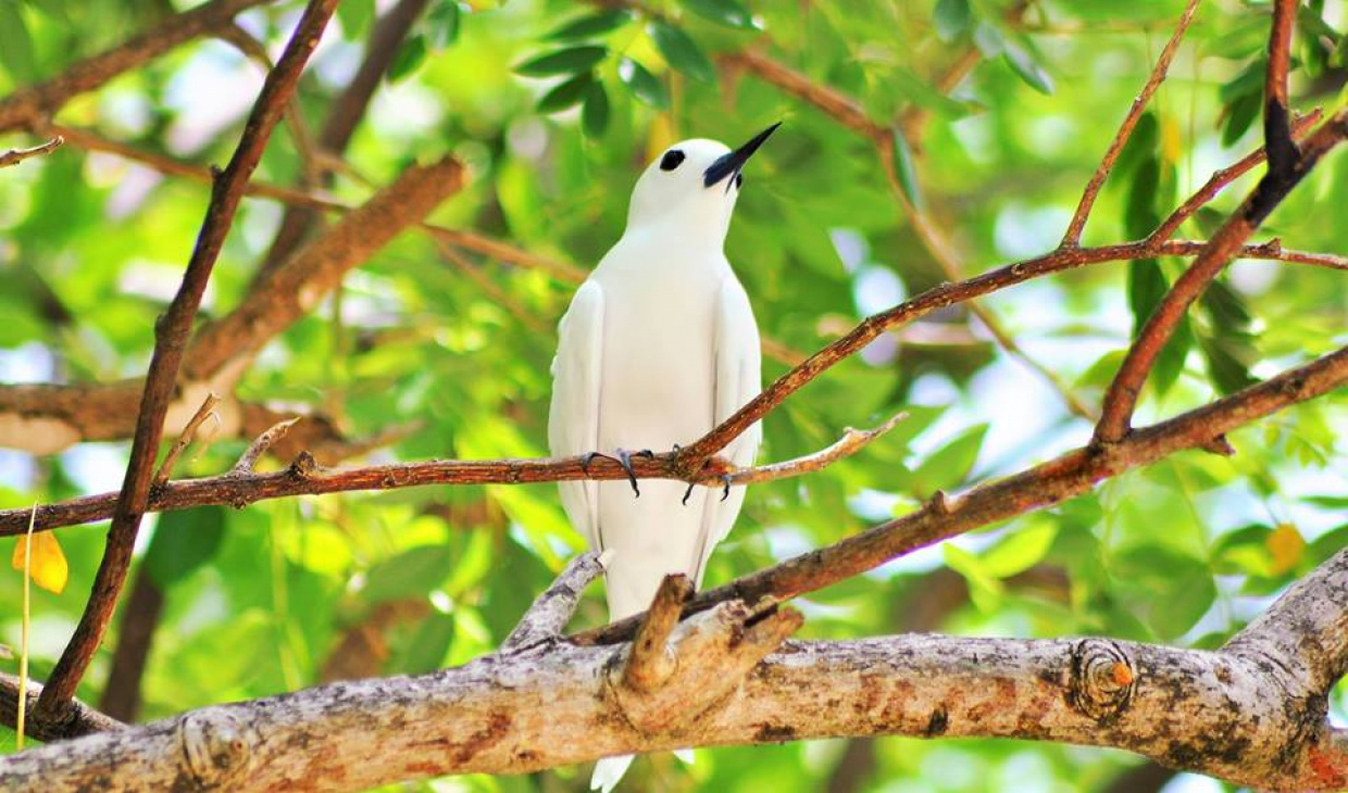 އައްޑޫ ސިޓީއަށް ދިމާވެފައިވާ ކާޅުގެ މައްސަލައަށް މިހަފްތާގައި ޙައްލެއް ލިބޭނެ: ރޮޒައިނާ