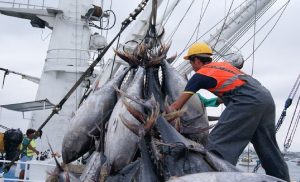 ހޮރައިޒަން ފިޝަރީޒުން މަސްގަތުން ކޮންޓްރޯލް ކޮށްފި