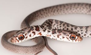 އޮޅުކޮށްގެން ގެންގުޅޭ ބުޅާ ގެއަށް ގެނައީ ދެ ބޯ ހުރި ހަރުފައެއް