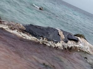 ތަކަންދޫއަށް ލެއްގި ބޮޑުމަސް ނައްތާލުމުގެ މަސައްކަތް ފަށައިފި