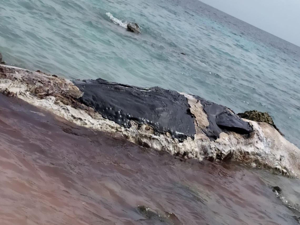 ތަކަންދޫއަށް ލެއްގި ބޮޑުމަސް ނައްތާލުމުގެ މަސައްކަތް ފަށައިފި