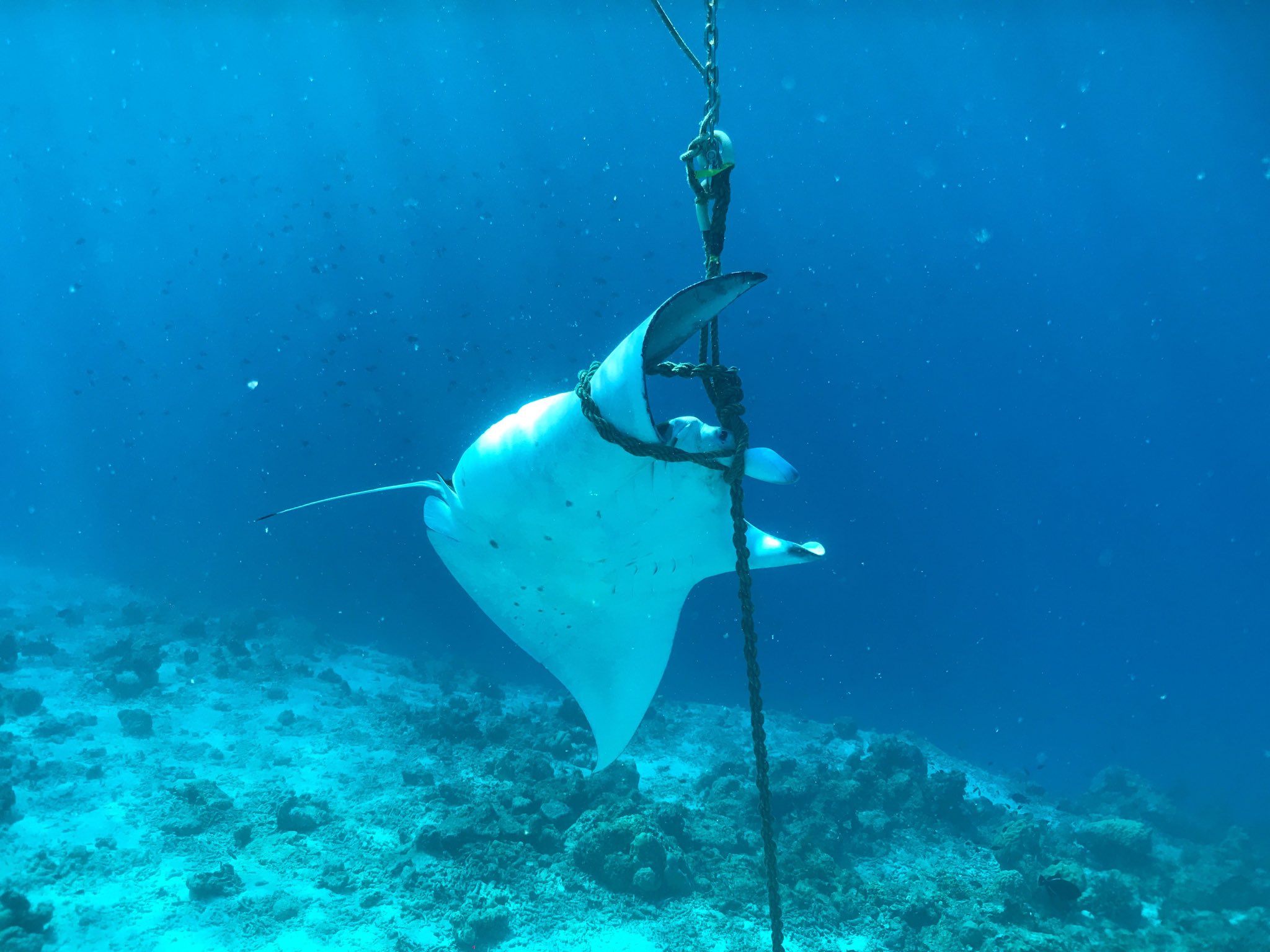 އެންމަޑިފަދަ ދިރުންތަކަށް ގެއްލުންނުވާނެގޮތަށް ޢަމަލުކުރުމަށް އިލްތިމާސްކޮށްފި