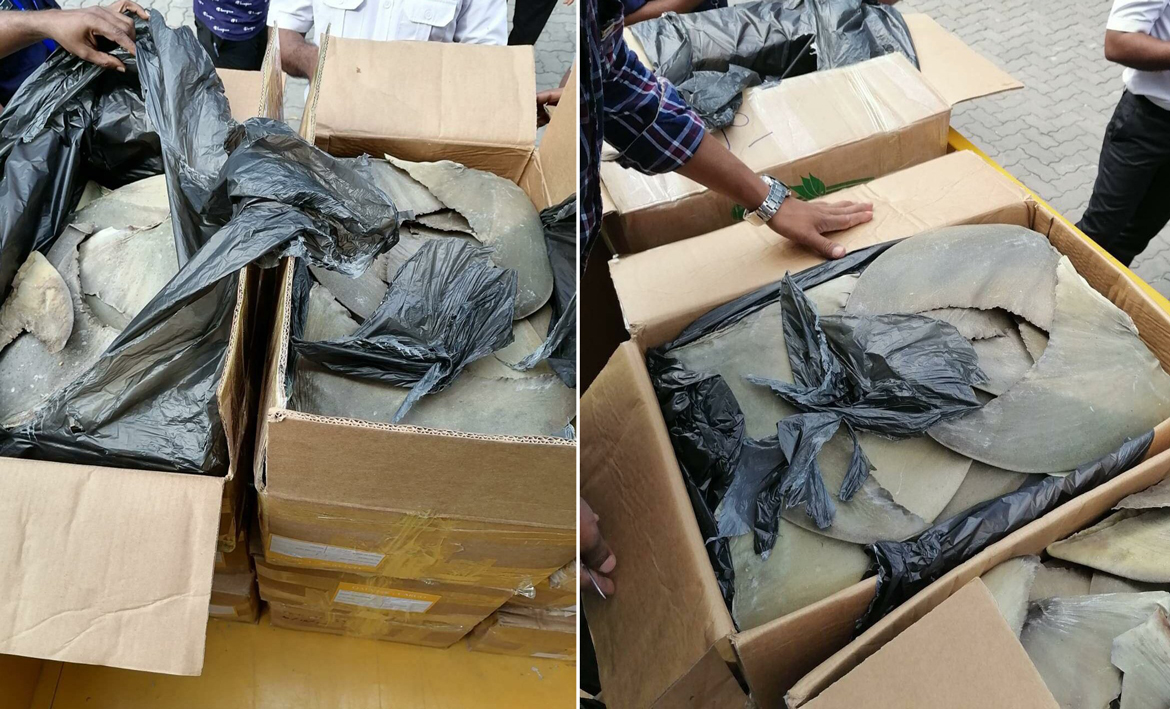 އަތުލައިގަތް މިޔަރު އުރަހަ ބޭރުކުރަން އުޅުނީ ލޮނުމަހުގެ ނަމުގައި: ކަސްޓަމްސް