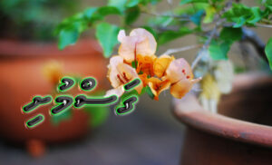 ކުރު ވާހަކަ: ގަސްމުށި