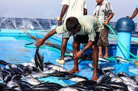ބުދަ ދުވަހުގެ ނިޔަލަށް މަސް ކިރާނީ ކޮންޓްރޯލް ކޮށްގެން: މިފްކޯ