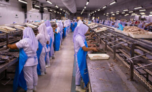 ފެލިވަރު ކާރުހާނާ އިތުރަށް ތަރައްޤީކޮށް، އިތުރު 100 މެޓްރިކްޓަނުގެ ދަޅު މަސް ބަންދުކުރާ ކާރުހާނާއެއް އަޅަނީ