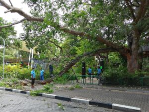 ސަލްޓަން ޕާކުގެ ގަހެއް ވެއްޓި ލިލީމަގު ބަންދުވެއްޖެ