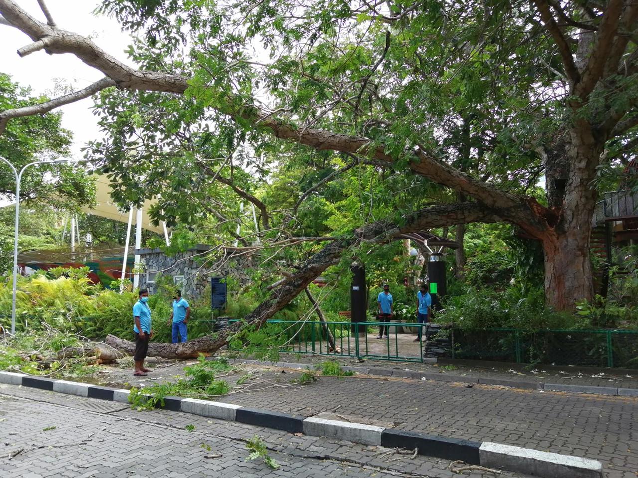 ސަލްޓަން ޕާކުގެ ގަހެއް ވެއްޓި ލިލީމަގު ބަންދުވެއްޖެ