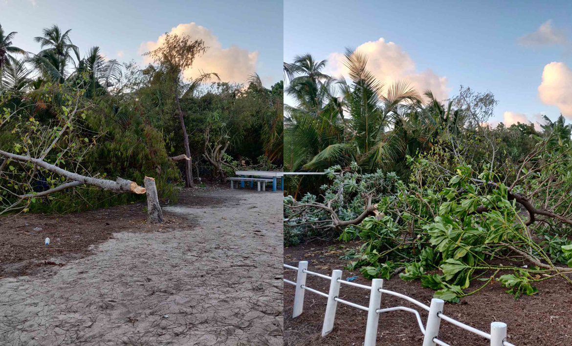 ގއ. މާމެންދޫ ފެހިކުރުމަށް ހުރި ބޮޑެތި ގަސްތައް ބަޔަކު ކަނޑާ މައްސަލައެއް!