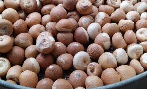 ރާއްޖޭގައި ފޯކުގެ އަގު އުފުލިއްޖެ