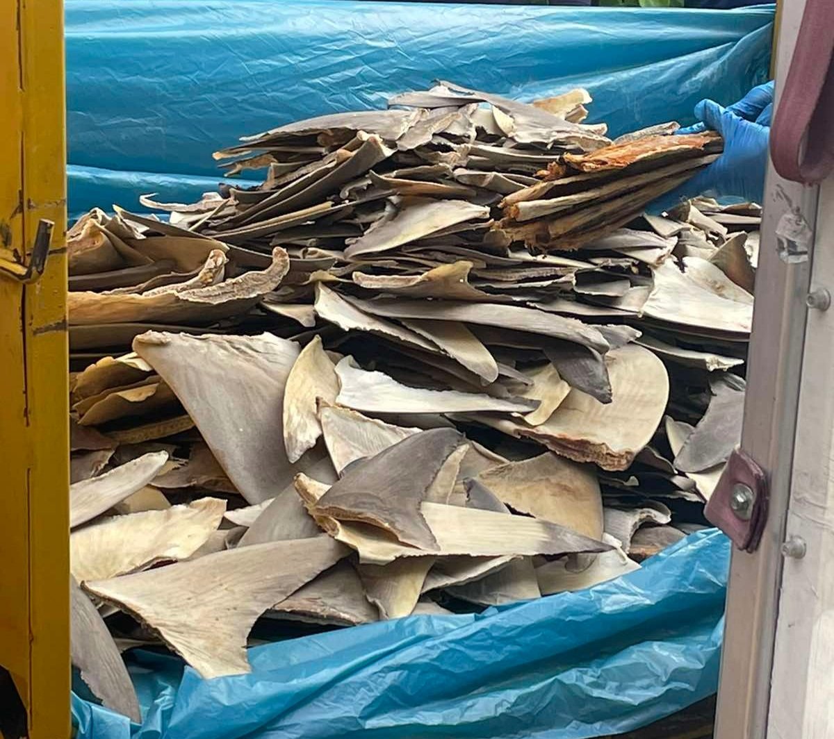 ގިނަ އަދަދެއްގެ މިޔަރު އުރަހަތަކެއް ރާއްޖެއިން ބޭރުކުރަން އުޅެނިކޮށް އަތުލައިގެންފި