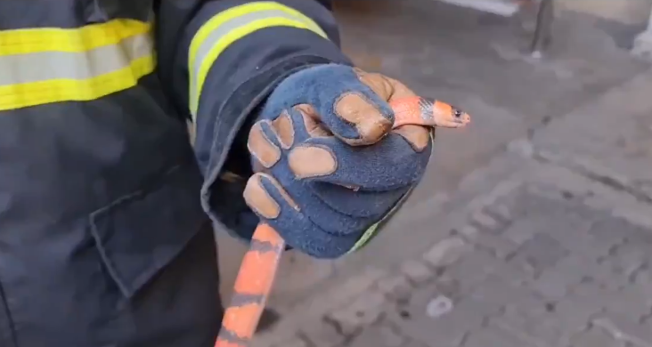 މާލޭގެ ގެއެއްގެ ތެރެއިން ހަރުފައެއް ފެނިއްޖެ