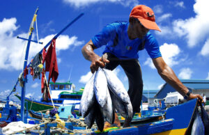 މާލެ އަތޮޅުގެ ކެޔޮޅު އެވޯޑަށް ކުރިމަތިލުމަށް ހުޅުވާލައިފި