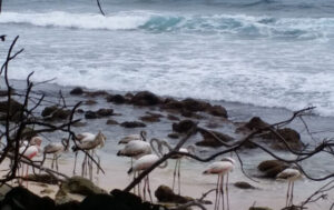 ފްލެމިންގޯތަކެއް ހިފައި، 30،000ރ އަށް ވިއްކާ މައްސަލަ ބަލަނީ