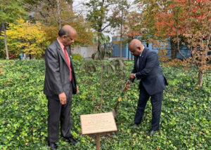 އދ ގެ މައި މަރުކަޒުގައި ޝާހިދު ގަހެއް އިންދަވައިފި