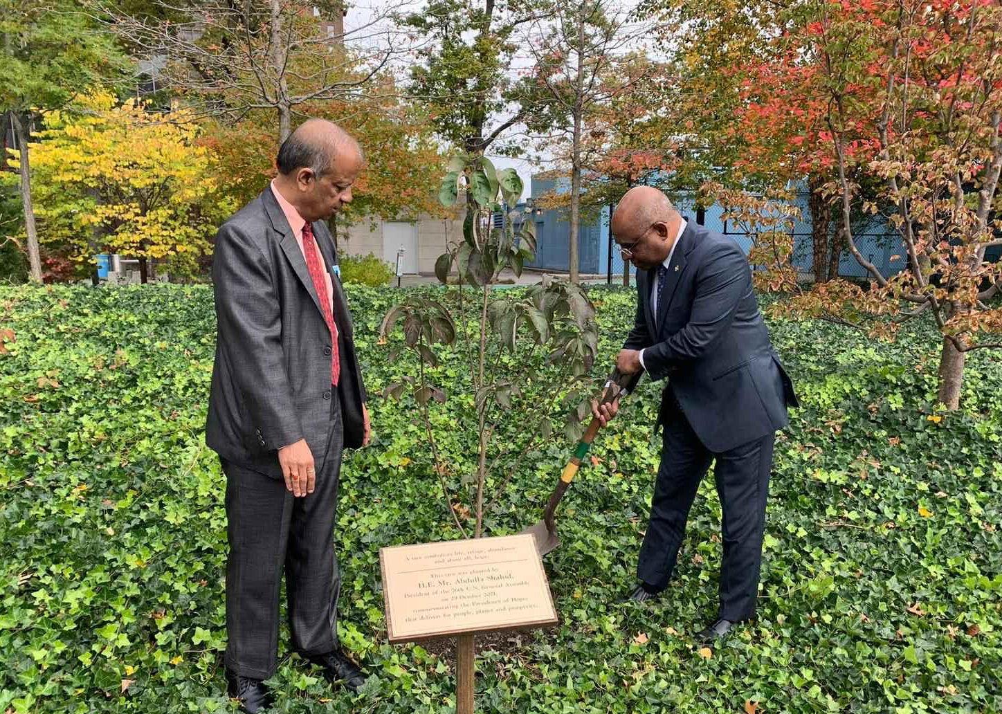 އދ ގެ މައި މަރުކަޒުގައި ޝާހިދު ގަހެއް އިންދަވައިފި