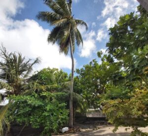 ނިލަންދޫގައި ރުކަކުން ވެއްޓި ޒުވާނަކަށް ސީރިއަސް ޒަޚަމްތަކެއް