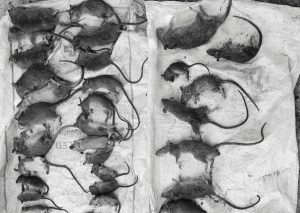 ވާދޫ މީދާ ހިފުމުގެ މުބާރާތުގެ ކުރީގައި ދެ ނައީމް އެންޑްކޯ ޓީމް