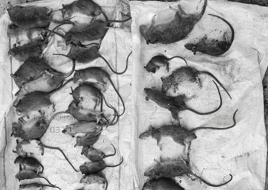 ވާދޫ މީދާ ހިފުމުގެ މުބާރާތުގެ ކުރީގައި ދެ ނައީމް އެންޑްކޯ ޓީމް