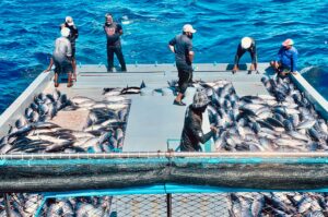 މަސްވެރިކަން ތިޔާގިވީއިރު، ބާނާ މަސްކޮޅު ކަނޑަށް، މަސްވެރިންނަށް މަޔޫސްކަން!