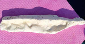 ފީއަލީގެ ދޯންޏަކުން 7 ކިލޯގެ މާވަހަރެއް ހޮވައިފި