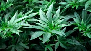 ޔޫއޭއީގެ މަސްތުވާ ތަކެއްޗާއި ދެކޮޅަށް ހަދާފައިވާ ގާނޫނުން ދޭ އަދަބުތަކަށް ބޮޑެތި ލުއިތަކެއް ދީފި