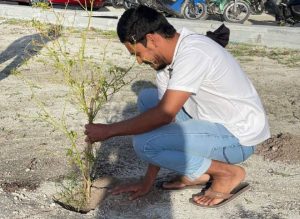 މީދޫ ފުޓްސަލް ދަނޑުގެ މަސައްކަތް ނުފެށޭތީ، ޒުވާނުން ނިކުމެ ދަނޑުގައި މިރުސްގަސް އިންދައިފި