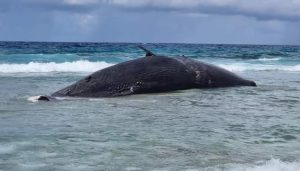 މަރުވެފައި އޮތް ބޮޑު މަހެއް ހިތަދޫއަށް ލައްގައިފި