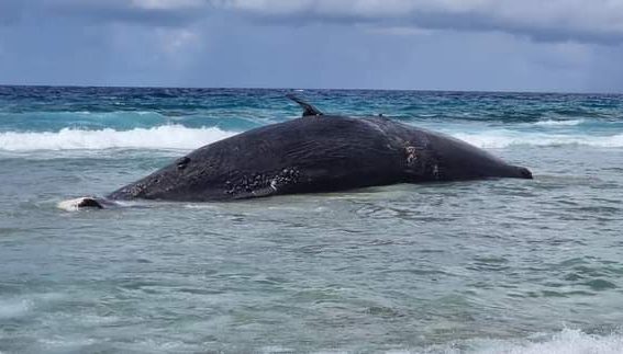 މަރުވެފައި އޮތް ބޮޑު މަހެއް ހިތަދޫއަށް ލައްގައިފި
